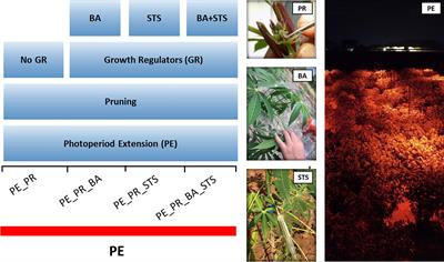 Flower-inducing technology facilitates speed breeding in cassava